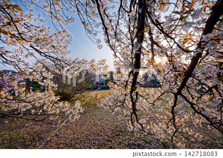 早晨在港北新城和月出松公園的櫻花 早晨在港北新城和月出松公園的櫻花 142718083