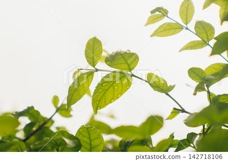 Fresh green leaves with water droplets after rain. Fresh green leaves with water droplets after rain. 142718106