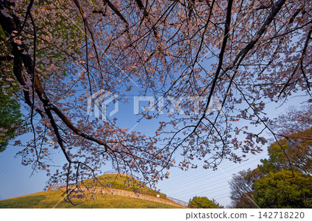 清晨，在港北新城欣賞川和富士山和櫻花美景。 142718220