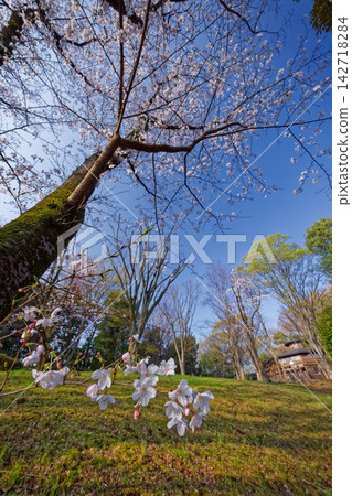 港北新城鴨池公園的櫻花和藍天。 港北新城鴨池公園的櫻花和藍天。 142718284