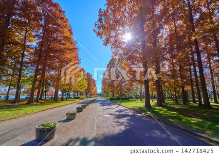 秋天,從東京葛飾區水本公園第一個停車場附近看到的南側景色,太陽在它背後。 秋天,從東京葛飾區水本公園第一個停車場附近看到的南側景色,太陽在它背後。 142718425
