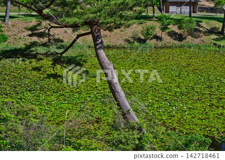 [Kurosawa Marshland] (Miyoshi City, Tokushima Prefecture) 142718461