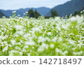 蕎麥花預示著秋天的到來 142718497
