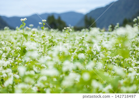 蕎麥花預示著秋天的到來 蕎麥花預示著秋天的到來 142718497