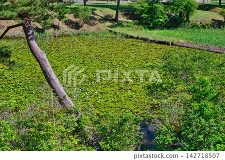 [Kurosawa Marshland] (Miyoshi City, Tokushima Prefecture) 142718507