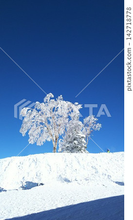 雪後覆蓋著霜狀的樹木 雪後覆蓋著霜狀的樹木 142718778