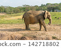 African elephants in the wild, beautiful landscape 142718802