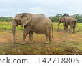 African elephants in the wild, beautiful landscape 142718805