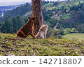 Two dogs sitting watching the horizon 142718807