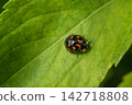 Little colored ladybug rests on a leaf of a tree 142718808