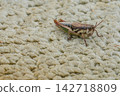 Multicolored grasshopper resting close up 142718809