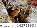 Colorful Anthias Swimming Over Tropical Coral Reef Underwater Marine Scene 142718968