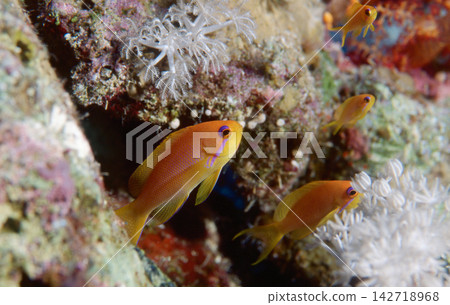 Colorful Anthias Swimming Over Tropical Coral Reef Underwater Marine Scene Colorful Anthias Swimming Over Tropical Coral Reef Underwater Marine Scene 142718968