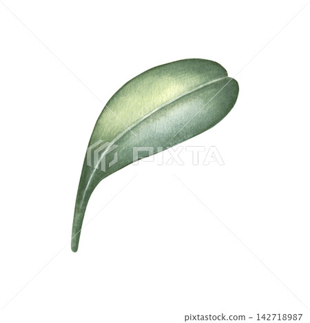 Lingonberry leaf. Hand-painted watercolor illustration isolated on white for tea packaging, herbal products, supplements, cosmetic, wellness branding, labels, botanical design, recipes, packaging 142718987