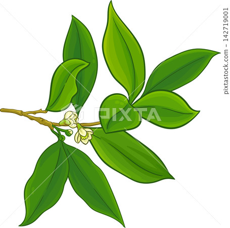Laurel Branch Colored Detailed Illustration Laurel Branch Colored Detailed Illustration 142719001