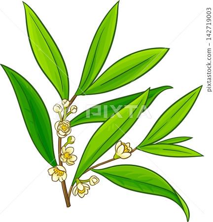 Litsea Cubeba Branches Colored Illustration Litsea Cubeba Branches Colored Illustration 142719003
