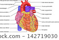 Human Heart Anatomy: Anterior View - Aorta, Pulmonary Artery, Pulmonary Vein, Ventricles (German) 142719030