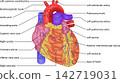 Human Heart Anatomy: Anterior View - Aorta, Pulmonary Artery, Pulmonary Vein, Ventricles (English) 142719031