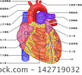 Human Heart Anatomy: Anterior View - Aorta, Pulmonary Artery, Pulmonary Vein, Ventricle (Japanese) 142719032