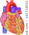 Human heart anatomy: Anterior view - Aorta, Pulmonary artery, Pulmonary vein, Ventricle 142719033