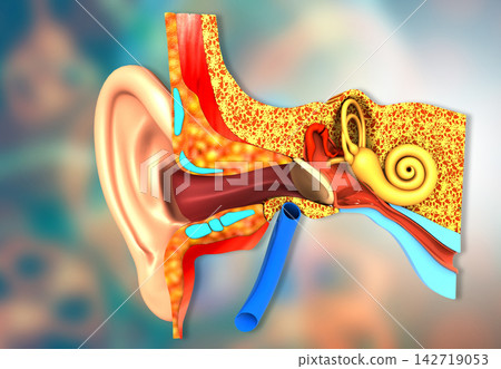 Cross-section of the human ear Cross-section of the human ear 142719053