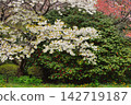 春日裡盛開的白色櫻花和山茶花。 142719187