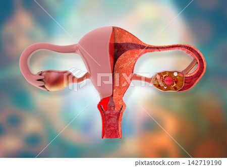 Uterus anatomy on medical background Uterus anatomy on medical background 142719190
