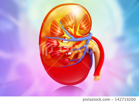 Anatomy of human kidney cross section 142719200