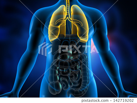 Human body with respiratory system Human body with respiratory system 142719202