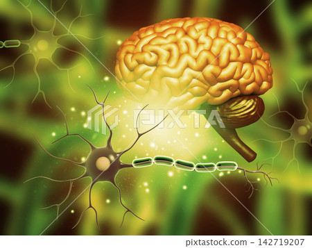 Human brain with nerve cells 142719207