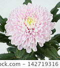 粉紅色菊花，去苞菊花“羅薩諾”，切花 142719316