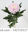 粉紅色菊花，去苞菊花“羅薩諾”，切花 142719317