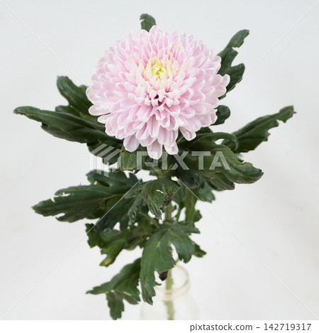 粉紅色菊花，去苞菊花“羅薩諾”，切花 142719317