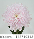 粉紅色菊花，去苞菊花品種“阿利翁卡”，切花 142719318