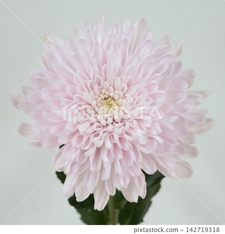 粉紅色菊花，去苞菊花品種“阿利翁卡”，切花 142719318