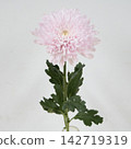 粉紅色菊花，去苞菊花“阿利翁卡” 142719319