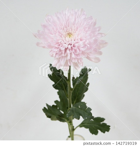 粉紅色菊花,去苞菊花“阿利翁卡” 粉紅色菊花,去苞菊花“阿利翁卡” 142719319