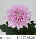 粉紅色菊花，去苞菊花「卡林巴」切花 142719320