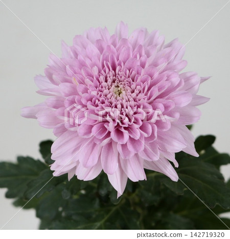 粉紅色菊花,去苞菊花「卡林巴」切花 粉紅色菊花,去苞菊花「卡林巴」切花 142719320