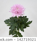 粉紅色菊花，去苞菊花「卡林巴」切花 142719321