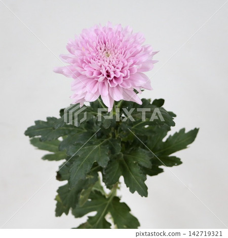 粉紅色菊花,去苞菊花「卡林巴」切花 粉紅色菊花,去苞菊花「卡林巴」切花 142719321