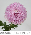 粉紅色絨球菊花，去苞菊花“霍恩維爾”，切花。 142719322