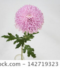 粉紅色絨球菊花，去苞菊花“霍恩維爾”，切花。 142719323