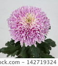粉紅色菊花「純正粉」的切花 142719324