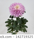 粉紅色菊花，去苞菊花“純粉紅色” 142719325