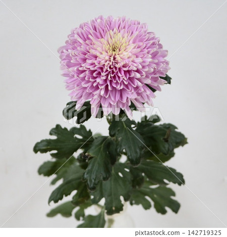 粉紅色菊花，去苞菊花“純粉紅色” 142719325