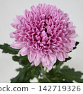 粉紅色菊花，去苞菊花「伊羅伊茲」切花 142719326
