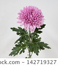 粉紅色菊花，去苞菊花「伊羅伊茲」切花 142719327