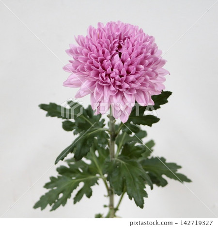 粉紅色菊花，去苞菊花「伊羅伊茲」切花 142719327