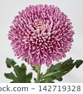 粉紅色菊花，去苞菊花「高級訂製」切花 142719328